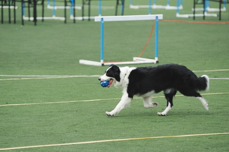Border Collie holding a ball in the mouth and running on the playgroundの写真素材