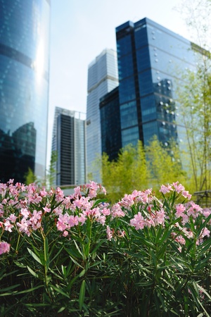 Flowers in the garden against modern urban building backgroundの写真素材