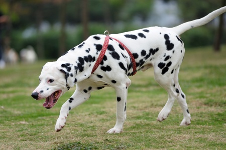 Dalmatian dog playing on the lawnの写真素材