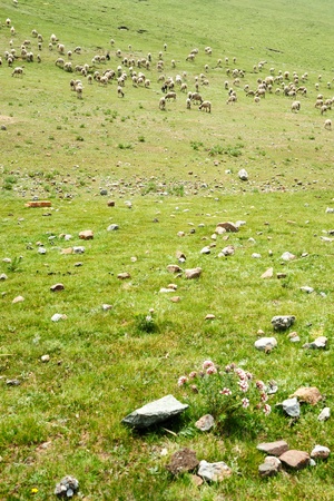 Goats grazing in the grassland in qinghai province, Chinaの写真素材