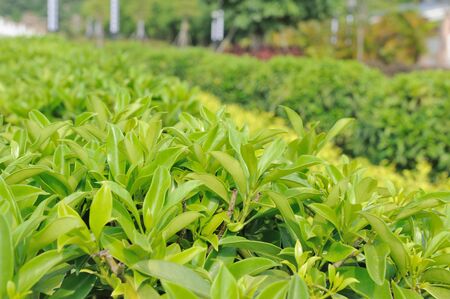 Detail view of green tea treesの写真素材