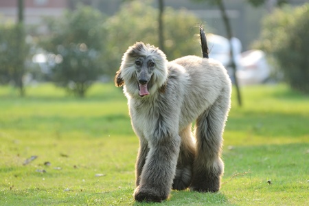 An afghan hound dog walking on the lawnの写真素材