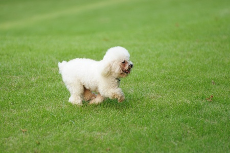 White poodle dog running on the lawnの写真素材