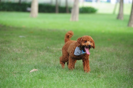 Brown poodle dog running on the lawnの写真素材
