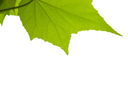 Maple leaf isolated against white backgroundの写真素材