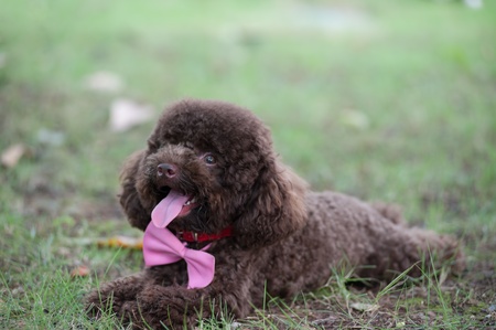 Black poodle dog lying on the lawnの写真素材