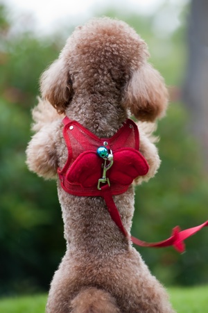 Back view of little poodle dog standing on hind legsの写真素材