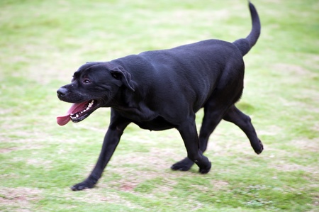 Labrador dog running on the lawn