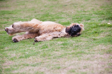 Afghan hound dog lying on the lawnの写真素材