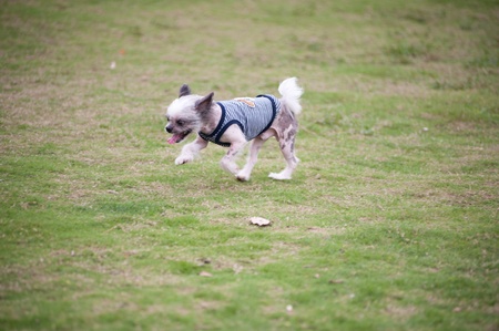 Chihuahua dog running on the lawnの写真素材