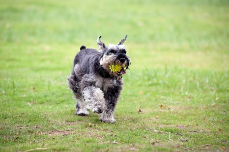 A miniature schnauzer dog holding a ball in the mouth and running on the lawnの写真素材