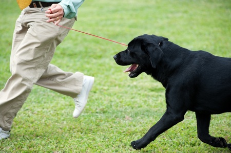 Master playing with his Labrador dog on the lawnの写真素材
