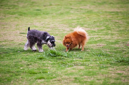 Miniature Schnauzer and Pomeranian dogs playing on the lawnの写真素材