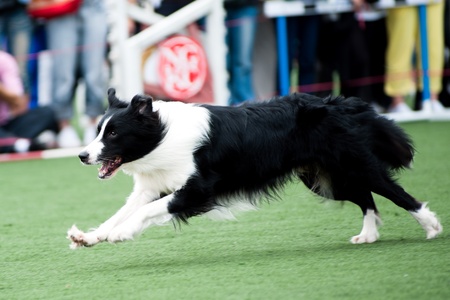 Border Collie running on the playgroundの写真素材