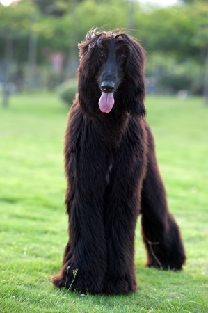 Black afghan hound dog standing on the lawnの写真素材
