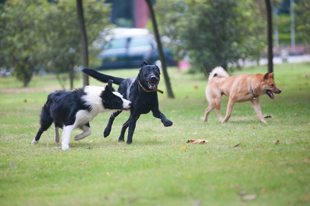 Dogs running together on the lawnの写真素材