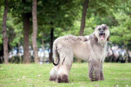 An afghan hound dog standing on the lawnの写真素材