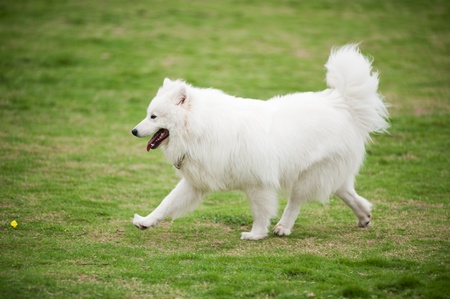 Samoyed dog running on the lawnの写真素材