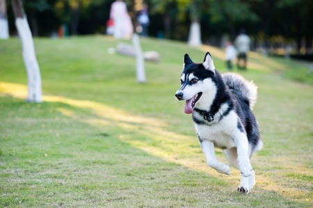 Alaskan Malamute dog running on the lawnの写真素材