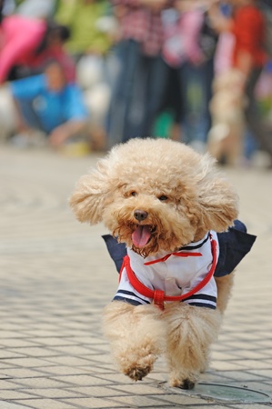 Little poodle dog running on the groundの写真素材