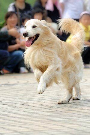 Golden retriever dog running on the groundの写真素材