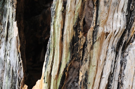 Detail texture view of  camphor tree barkの写真素材