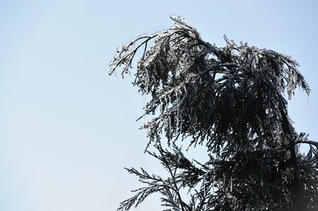 Icy pine tree branch in Winterの写真素材