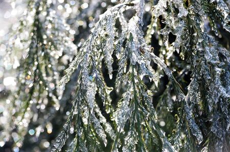 Icy pine tree branch in Winterの写真素材