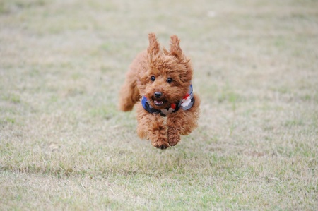 Lovely little poodle dog running on the lawnの写真素材
