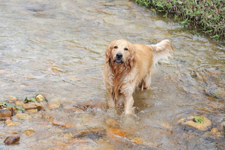 Golden retriever dog playing in the streamの写真素材