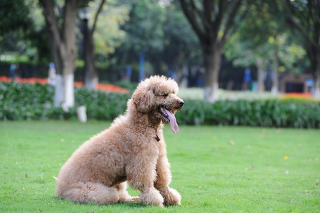 Poodle dog sitting on the lawn in the parkの写真素材