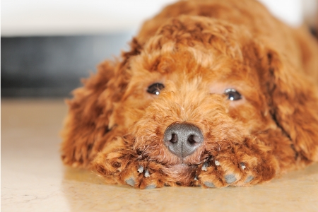 Brown poodle dog lying on the groundの写真素材
