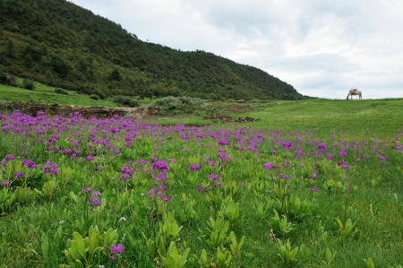 Primula malacoides flowers blooming on the meadow with a horse on the backgroundの写真素材