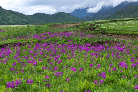 Primula malacoides flowers blooming on the meadow with mountain backgroundの写真素材
