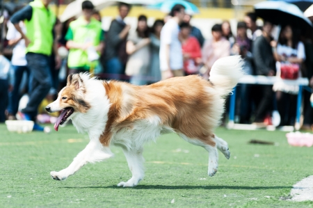 Collie dog running on the playgroundの写真素材