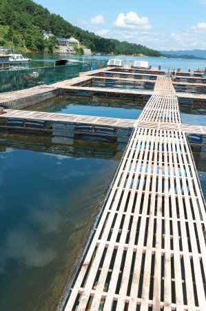 Aquatic farm on the lake under sunshineの写真素材