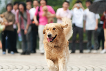 Golden retriever dog running on the groundの写真素材