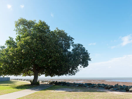 Big green tree grows near the beachの写真素材
