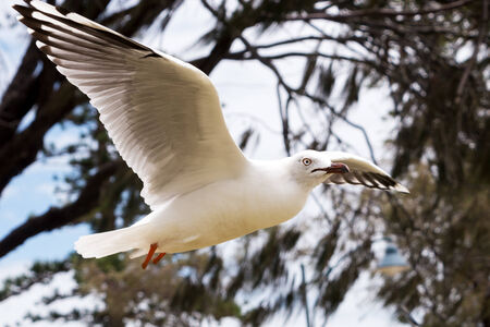 White seagull bird flying by the tree near the beachの写真素材