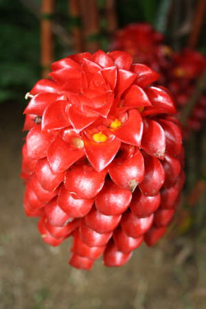 Exotic red flower 