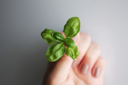 sprout on the grey background
