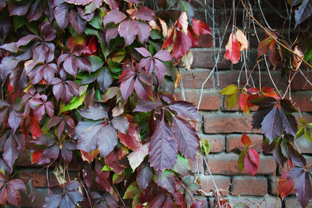 autumn colors