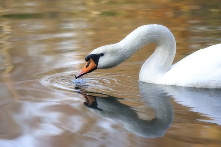 A Swanの写真素材