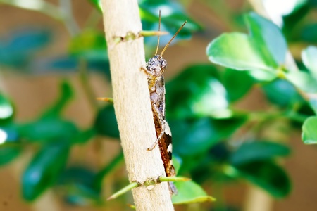 An adult locust, eating and hiding behind the branch, closeup の写真素材