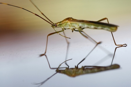 a a grasshopper in a mirror in a mirror