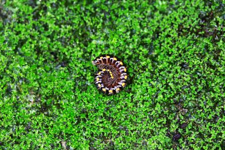 Yellow spots caterpillarの写真素材