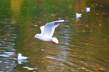 A Seagull in flight over water about to land. Feathers backlit by afternoon sun.の写真素材