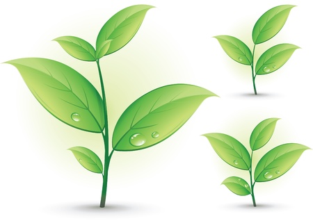 Collection Of Green Branches, Isolated On White Backgroundのイラスト素材