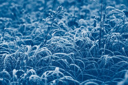 Snow covered dry grass with frost. Classic blue color of the year 2020の写真素材