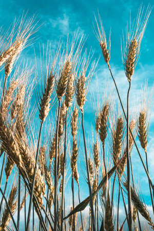 Close up of stalks of wheat with blue sky background. Vertical